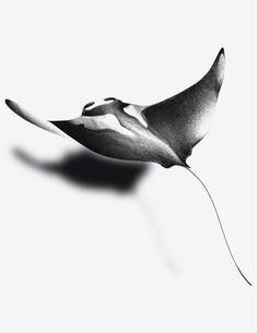 a black and white photo of a manta ray flying in the air with it's shadow