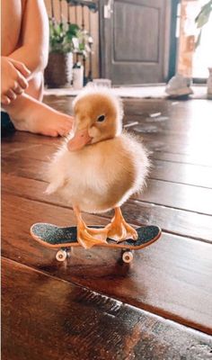 a small duck sitting on top of a skateboard