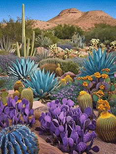 Cactus Landscaping: Vibrant Desert Landscape with Diverse Cacti Desert Plants Landscaping, Landscape Curb Appeal, Xeriscape Landscaping, American Desert, Mailbox Landscaping, Arizona Decor