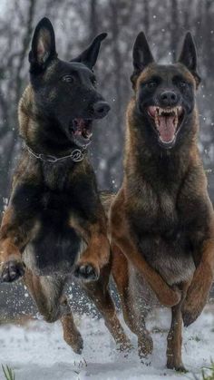 two dogs are running in the snow with their mouths open and one dog has its mouth open