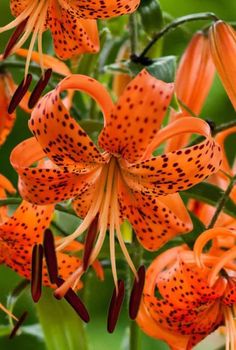 an orange flower with black spots on it