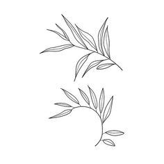 two leaves are shown in black and white, one is drawn on the other side