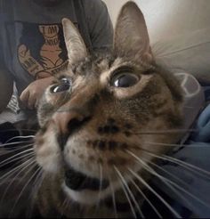 a cat looking up at the camera while someone is taking a selfie with his phone