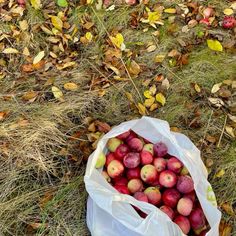 a bag full of apples sitting on the ground next to some grass and fallen leaves