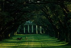 two horses are walking down the road in front of a large white house with columns