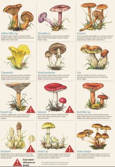 the different types of mushrooms are shown in this diagram, and there is also an image of