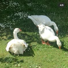 two white geese are standing in the grass