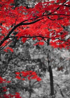 a black and white photo with red leaves