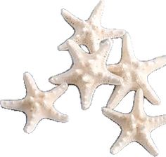 three white starfishs on a white background