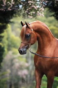 a brown horse with blond hair standing in the grass