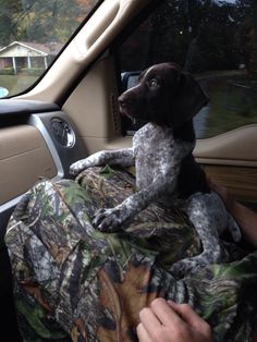 a dog sitting in the driver's seat of a car with his owner holding him