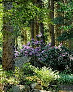 some purple flowers are in the middle of a wooded area with large rocks and trees