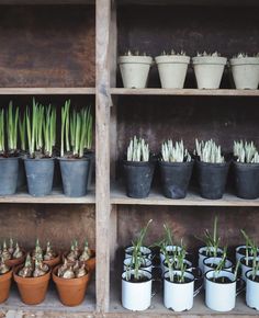 many potted plants are sitting on shelves