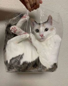 a cat in a plastic bag being held by someone