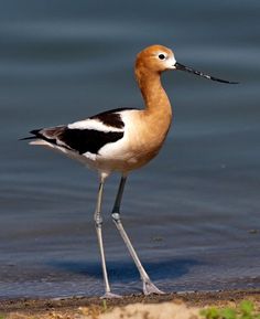 a long legged bird standing in front of the water