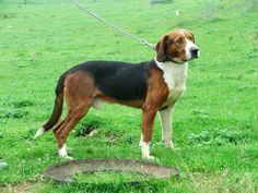 a brown and white dog standing on top of a lush green field