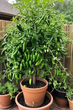 several potted plants with green peppers growing on them in the middle of a patio