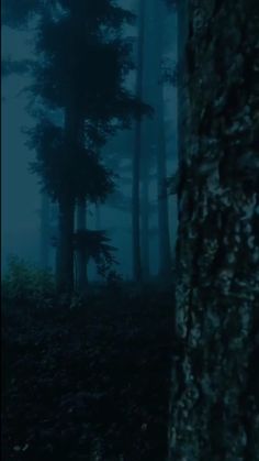 a dark forest with tall trees in the background and fog on the ground at night