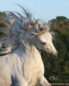 a white horse is galloping in an enclosed area