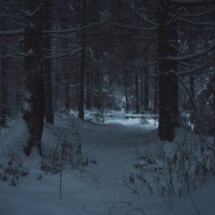 the woods are covered in snow at night