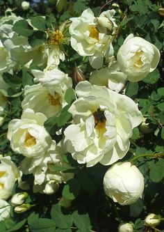 white flowers with green leaves in the sun