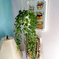 some plants are hanging on the wall next to a lamp