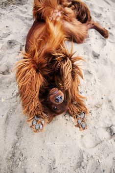 a brown dog laying on top of a sandy beach