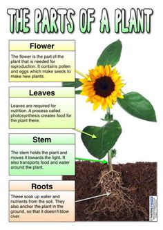 the parts of a plant with pictures