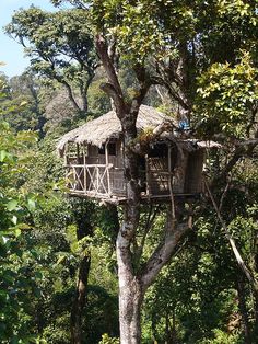 a tree house in the middle of some trees