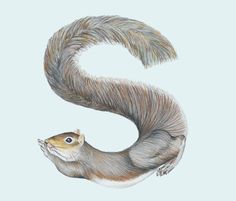 a drawing of a squirrel with its tail curled up and eyes wide open in front of the letter s