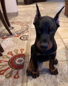 a black and brown dog sitting on the floor