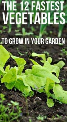 the 12 fastest vegetables to grow in your garden