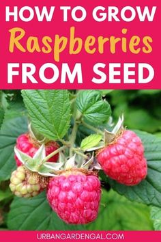 raspberries growing on the plant with text overlay how to grow raspberries from seed