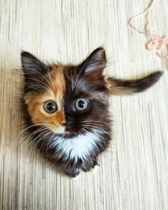 a small kitten sitting on top of a wooden floor