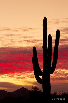 the sun is setting behind a saguado cactus