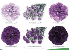 an image of purple flowers in different colors