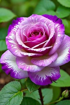 a purple rose with water droplets on it's petals and green leaves in the background