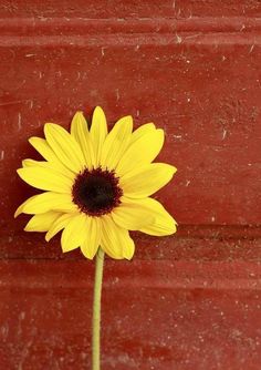 a large yellow flower sitting in front of a red wall