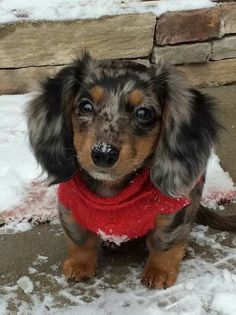 a small dachshund dog wearing a red sweater sitting in the snow with it's tongue out