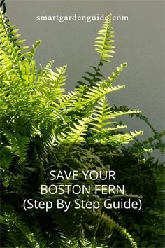 some green plants with the words save your boston fern step by step guide on it