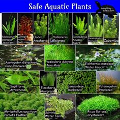 the different types of aquatic plants