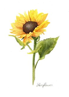 a watercolor painting of a sunflower