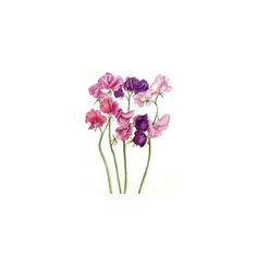 some pink and purple flowers on a white background