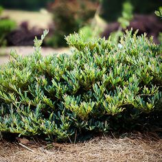 a bush with green leaves is in the middle of some grass