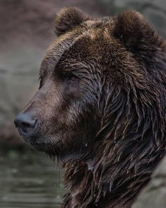 a wet brown bear in the water looking at something off to the side with it's eyes closed