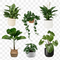 four different types of plants in pots on a transparent background, hd png downloading