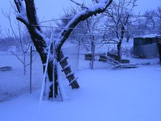 a tree leaning against a fence covered in snow