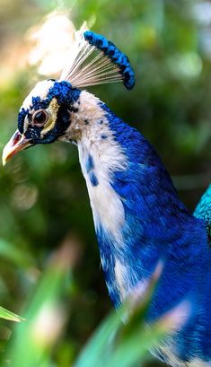 a blue and white bird with feathers on its head standing in the grass next to trees