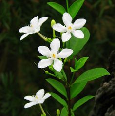 small white flowers with green leaves in the foreground and dark foliage in the background