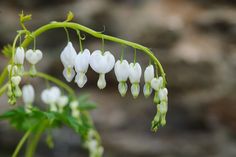 Lamprocapnos spectabilis 'Alba' Lamprocapnos Spectabilis, Cottage Garden Borders, Shade Loving Perennials, Woodland Plants, Small Courtyard Gardens, Winter Plants